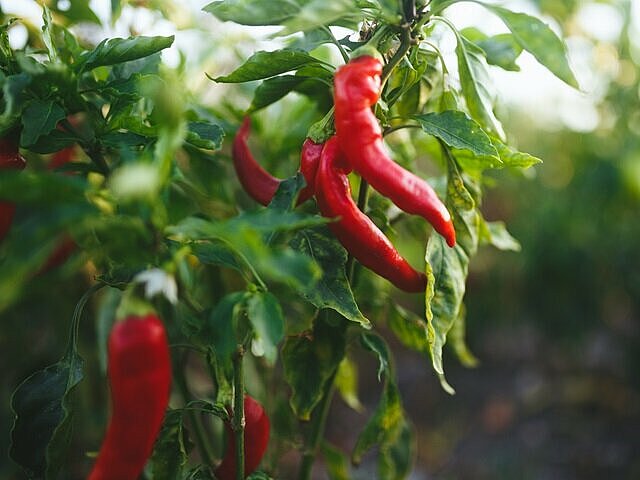 Chili Schoten am Strauch als Stoffwechsel Booster